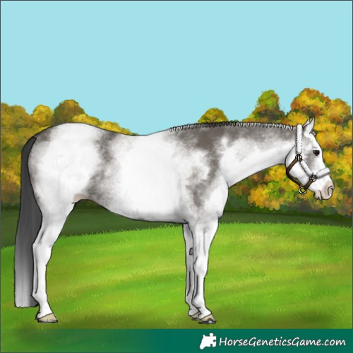 Horse Color:White Spotted Grullo Splash Rabicano 