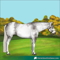 Horse Color:Gray White Spotted Silver Black Frame Rabicano 