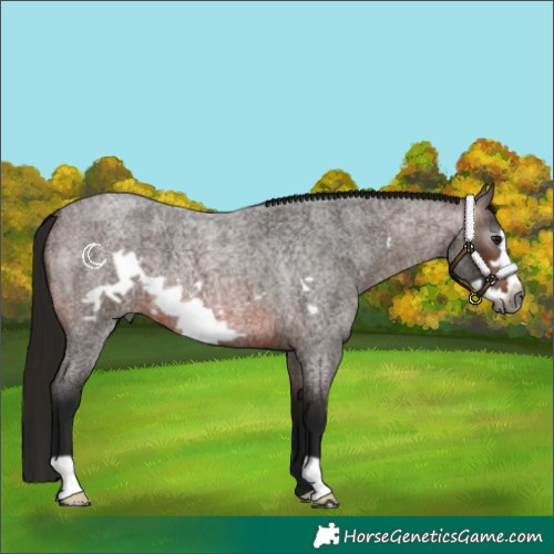 Horse Color:Gray Bay Roan Frame