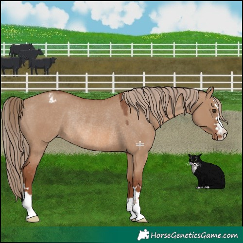 Horse Color:Red Dun Appaloosa Rabicano
