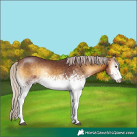 Horse Color:White Spotted Chocolate Silver Buckskin Onyx 