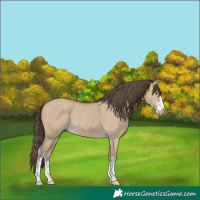 Horse Color:Classic Cream Champagne Dun 