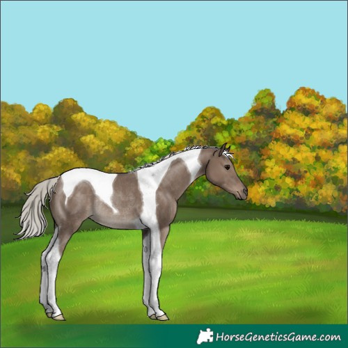 Horse Color:Silver Grullo Tobiano Rabicano
