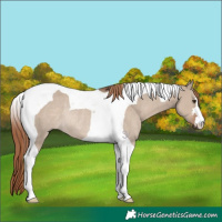 Horse Color:Liver Red Dun Tobiano Rabicano 
