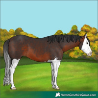 Horse Color:Brown Splash