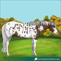 Horse Color:Silver Brown Sabino Tobiano Near Leopard