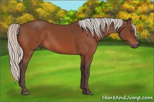 Horse Color:Silver Bay 
