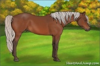 Horse Color:Silver Bay