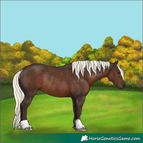 Horse Color:Liver Chestnut Mushroom Rabicano