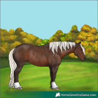 Horse Color:Liver Chestnut Mushroom Rabicano 