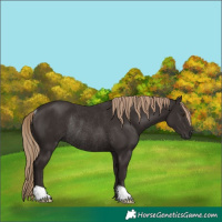 Horse Color:Liver Chestnut Rabicano
