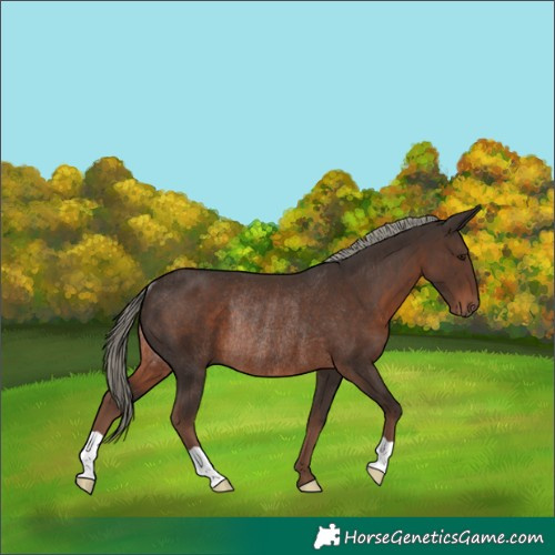 Horse Color:Liver Chestnut Mushroom Rabicano 