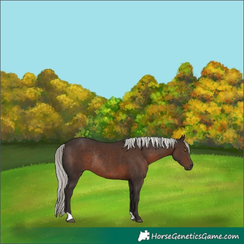Horse Color:Liver Chestnut Mushroom Rabicano