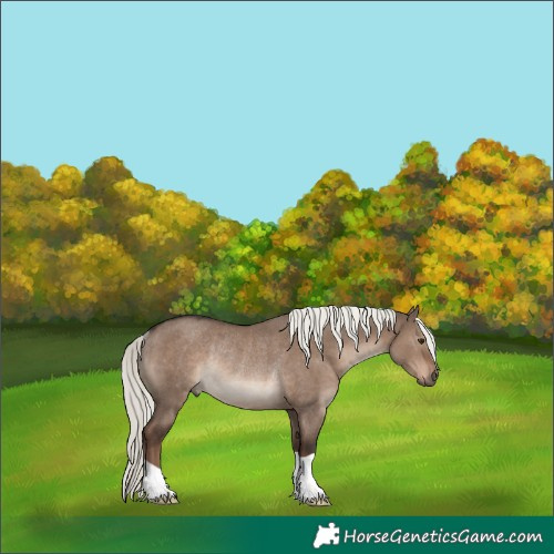 Horse Color:Liver Red Dun Mushroom Rabicano