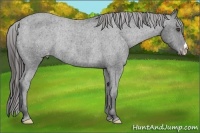 Horse Color:Black Appaloosa Rabicano 