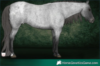 Horse Color:Blue Roan Varnish Rabicano 