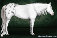 Horse Color:Blue Roan Appaloosa Rabicano 