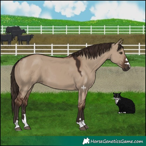 Horse Color:Liver Red Dun 