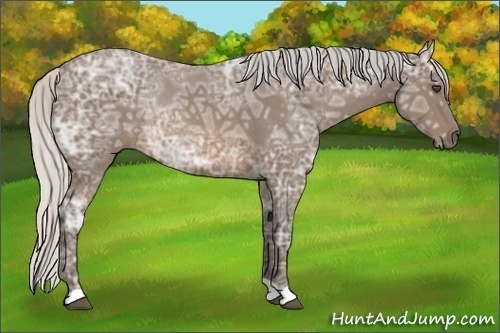 Horse Color:Silver Buckskin Ice Roan Rabicano 