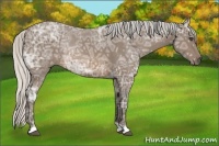 Horse Color:Silver Buckskin Ice Roan Rabicano