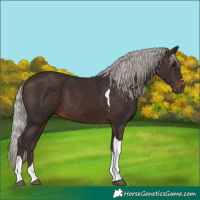 Horse Color:Silver Brown Tobiano