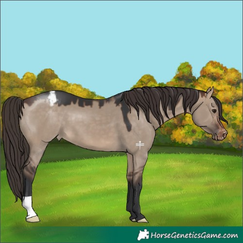 Horse Color:Brown Dun Snowcap
