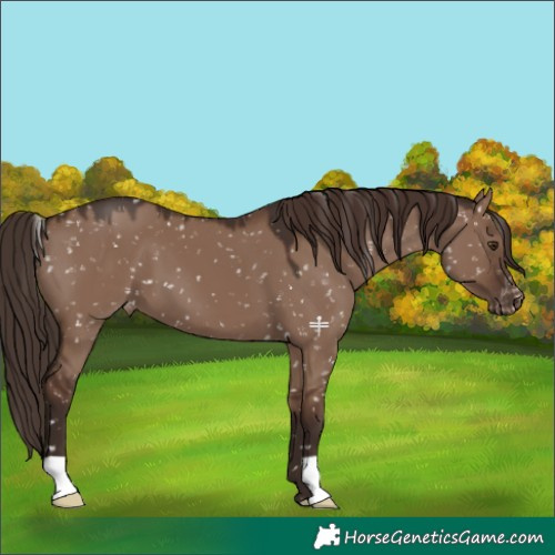 Horse Color:Liver Red Dun Appaloosa 
