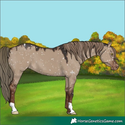 Horse Color:Liver Red Dun Appaloosa 