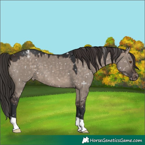Horse Color:Brown Dun Mushroom Appaloosa