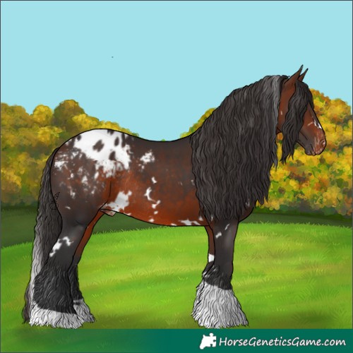 Horse Color:White Spotted Bay Tobiano Appaloosa Rabicano 