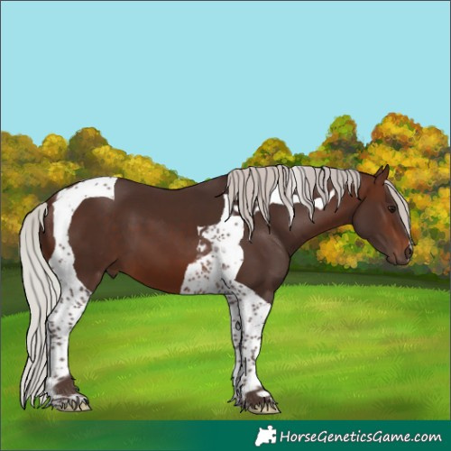Horse Color:Silver Brown Tobiano 