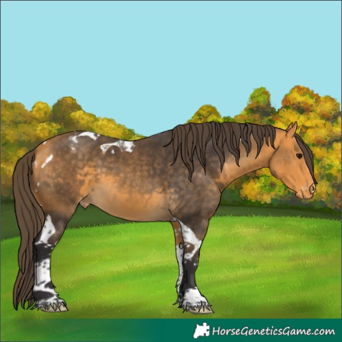 Horse Color:Buckskin Tobiano Varnish 