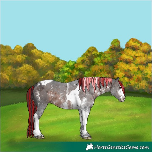 Horse Color:Painted Brown Sabino Tobiano