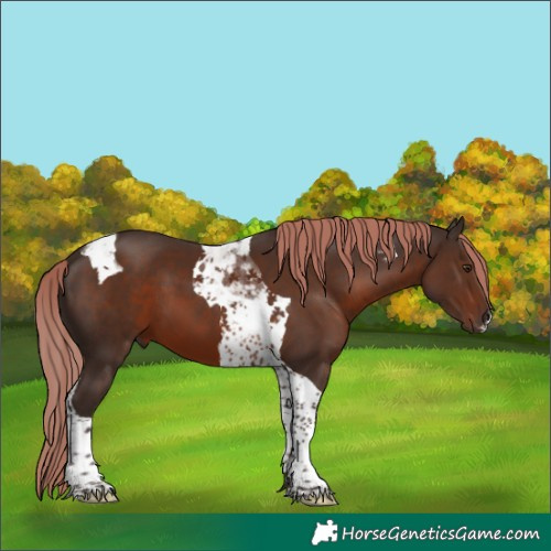 Horse Color:Liver Chestnut Tobiano 