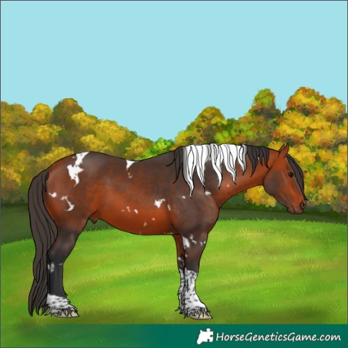 Horse Color:White Spotted Bay Tobiano 