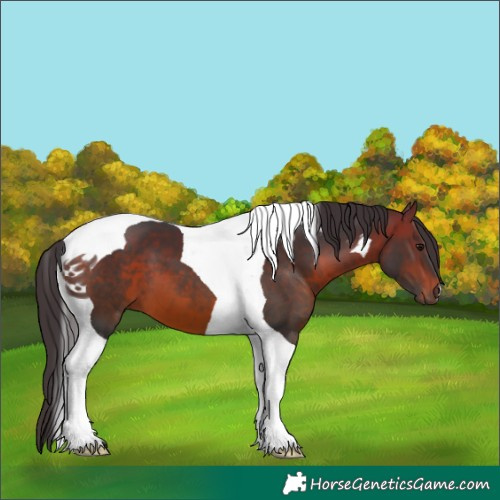 Horse Color:Brown Tobiano 