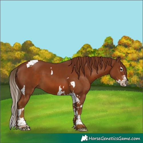 Horse Color:Chestnut Splash Tobiano 