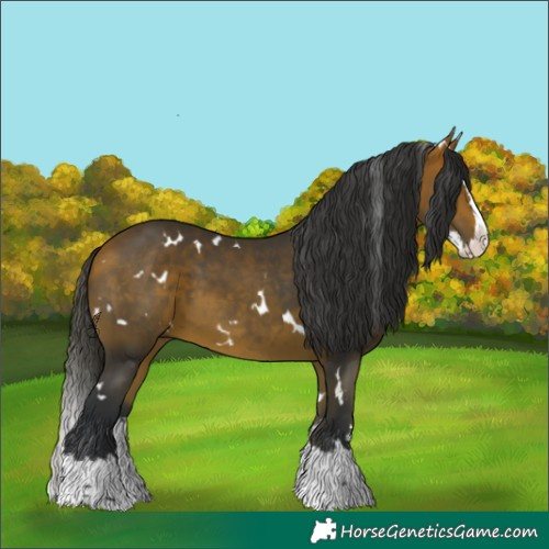 Horse Color:White Spotted Bay Splash