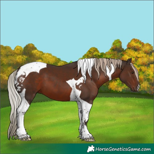 Horse Color:Liver Chestnut Tobiano 