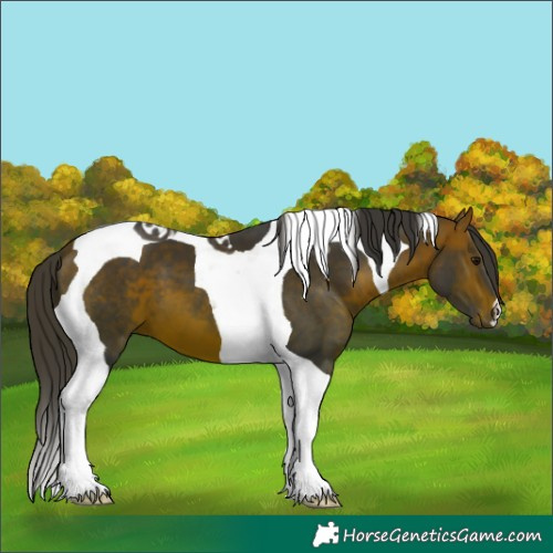 Horse Color:Bay Tobiano 