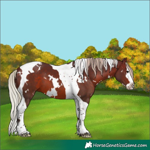 Horse Color:White Spotted Silver Brown Splash Tobiano