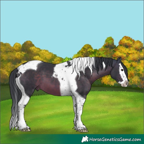 Horse Color:Brown Splash Tobiano