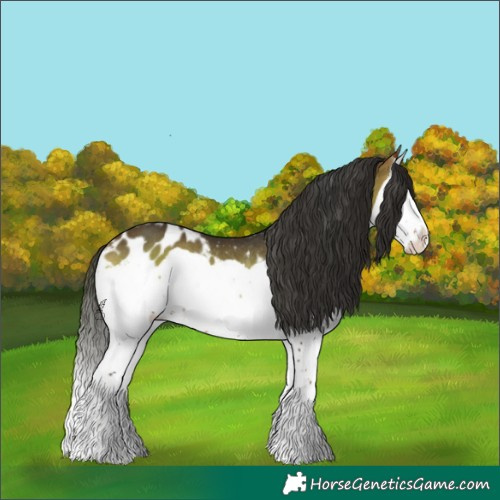 Horse Color:Bay Onyx Splash Appaloosa Rabicano 