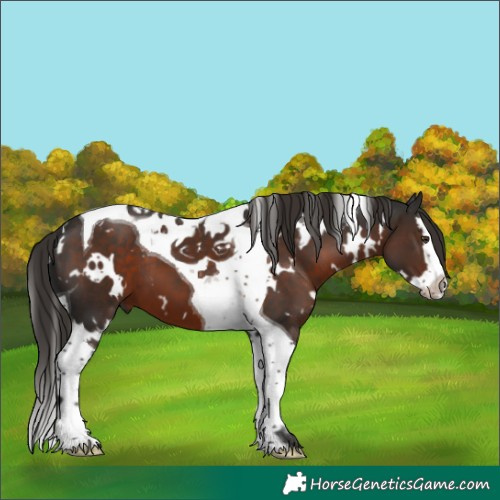 Horse Color:White Spotted Liver Chestnut Splash Tobiano