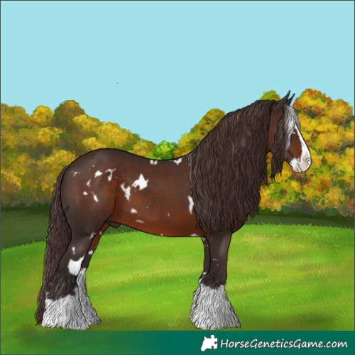 Horse Color:White Spotted Liver Chestnut Splash 
