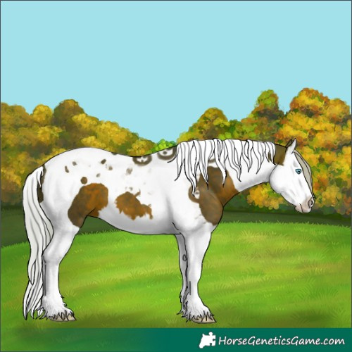 Horse Color:Silver Brown Splash Tobiano 