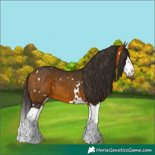 Horse Color:White Spotted Bay Splash