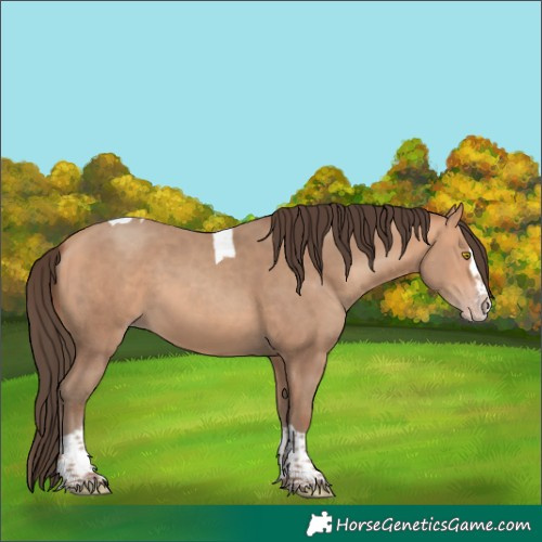 Horse Color:Amber Champagne Splash Tobiano 