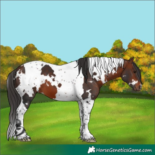 Horse Color:White Spotted Bay Tobiano 