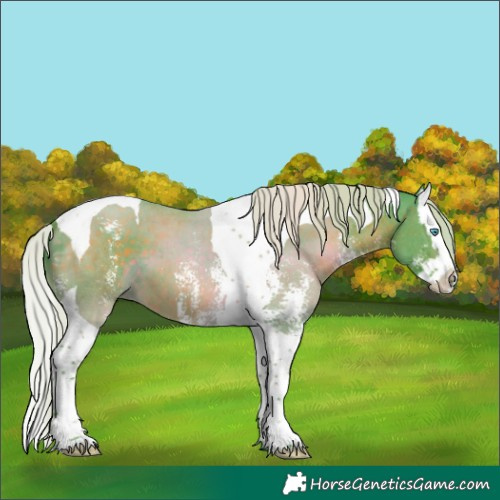 Horse Color:Watercolor Silver Brown Sabino Splash Tobiano